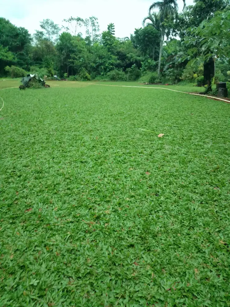 rumput gajah mini