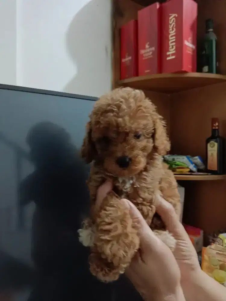 Poodle puppy 2 bulan