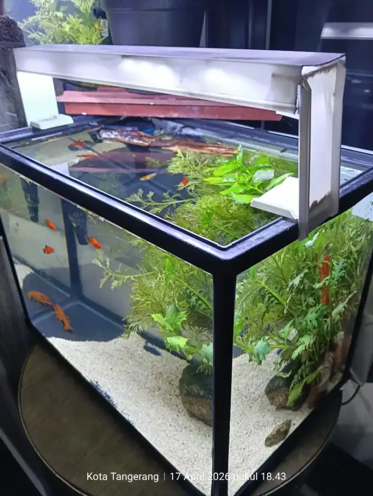 Aquarium Aquascape