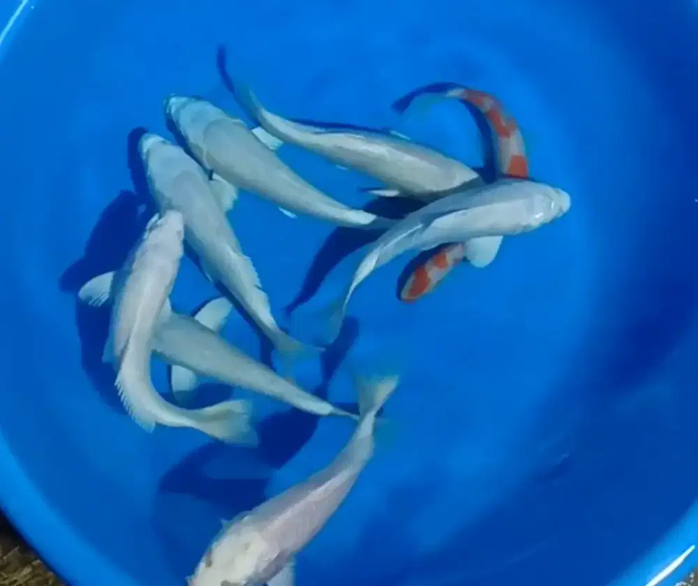 Ikan koi size 18-20cm