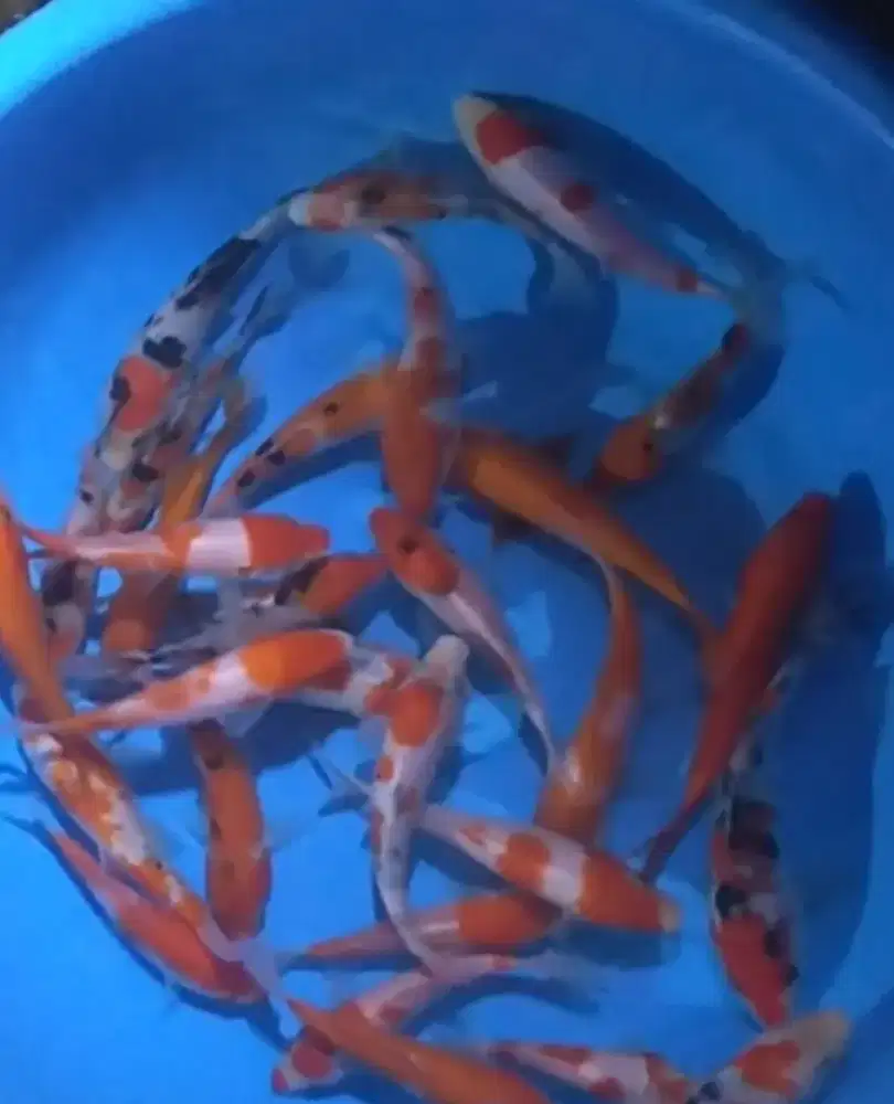 Ikan koi size 15cm