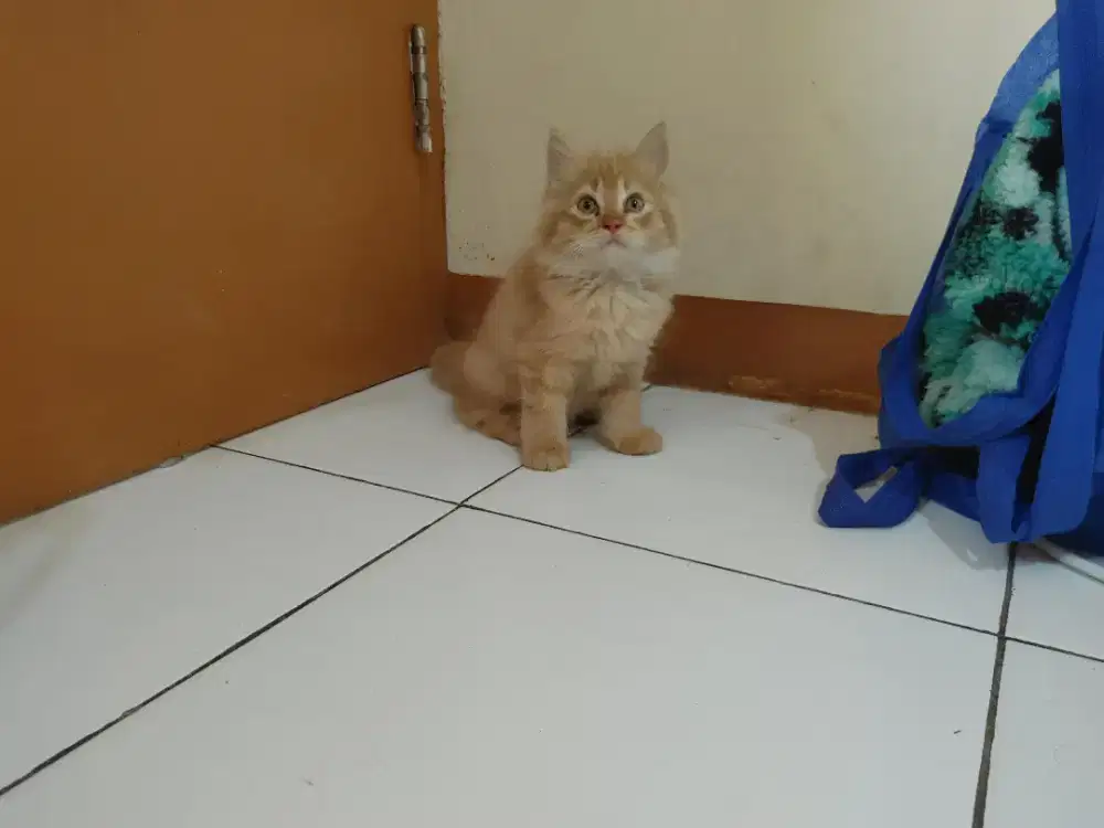 Kucing kitten persia mix mainecoon / himalaya / anggora / peaknose