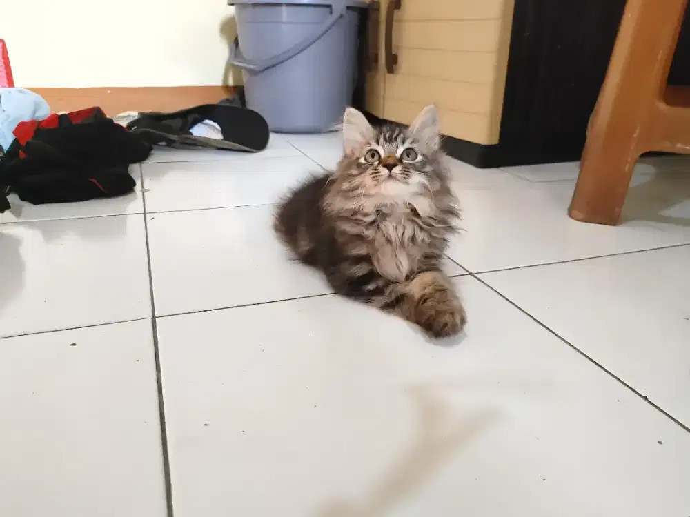 Kucing kitten mix mainecoon / himalaya / anggora / persia / peaknose