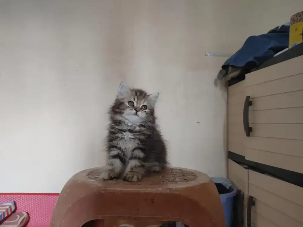 Kucing kitten persia mix mainecoon / anggora / himalaya / peaknose