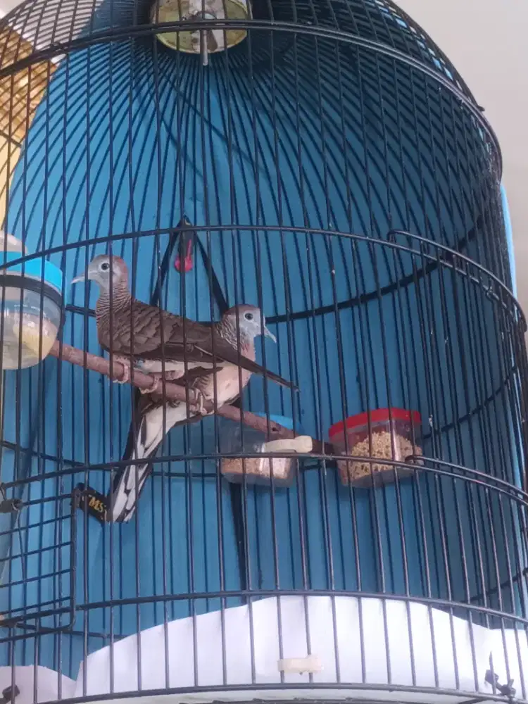 Di Jual Burung perkutut Bangkok Ring