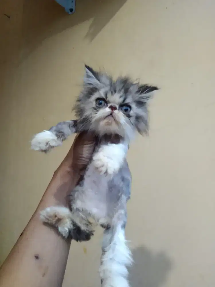 Kucing peaknose 2 bulan jantan habis potong. Bulu