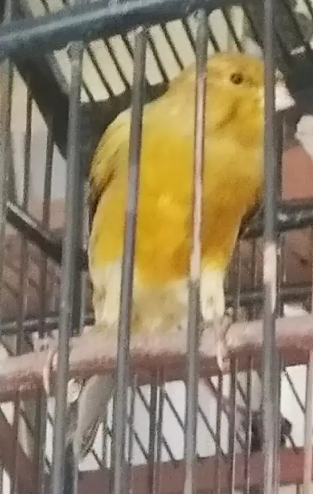 Kenari postur ok gacor ok