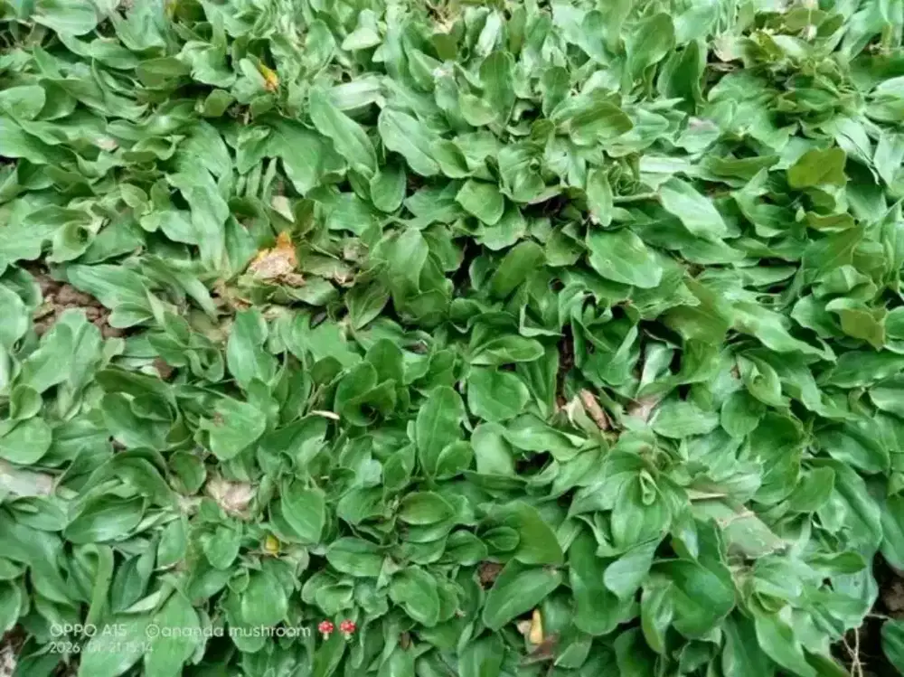 Jual rumput hias gajah mini