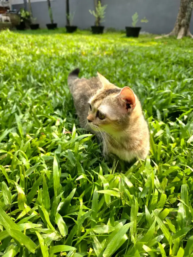 ‎British Shorthair (BSH) Munchkin Standard Golden Betina