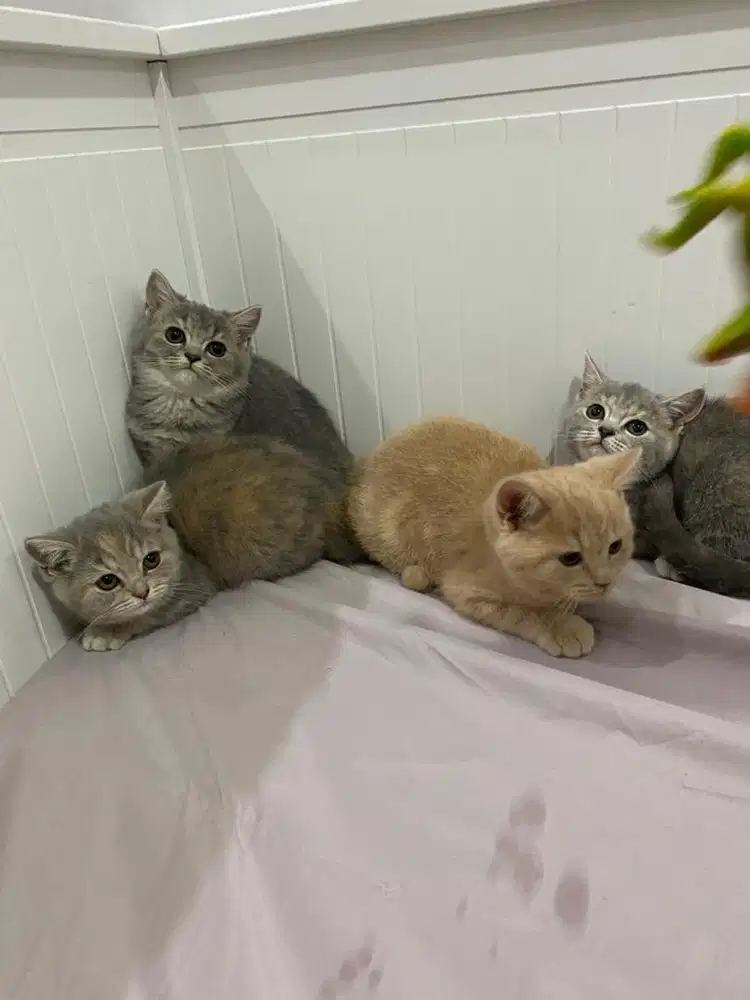 Kitten British Short Hair (BSH)