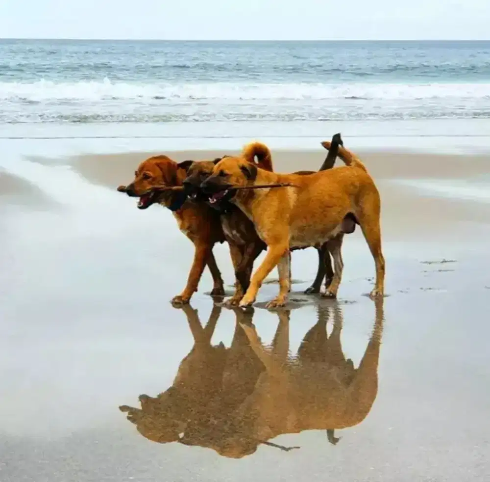 Lowongan Penjaga Anjing