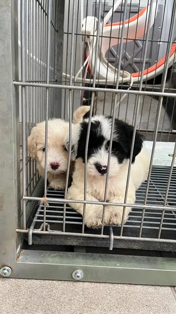 Puppy Poodle Betina 1,5 bulan