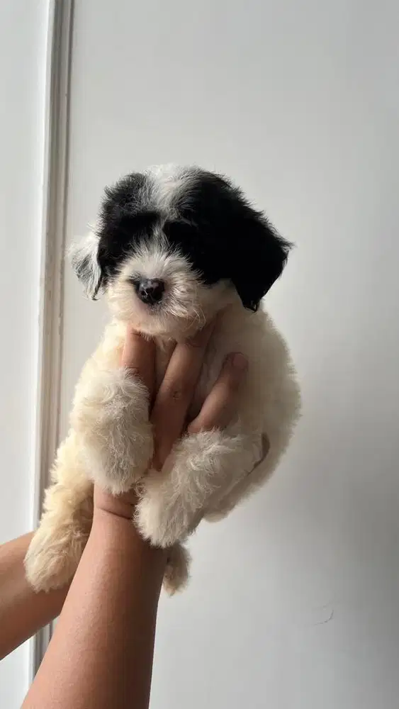 Puppy Poodle Betina 1,5 bulan