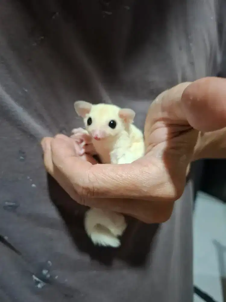 Sugar glider joy leu putih jantan betina
