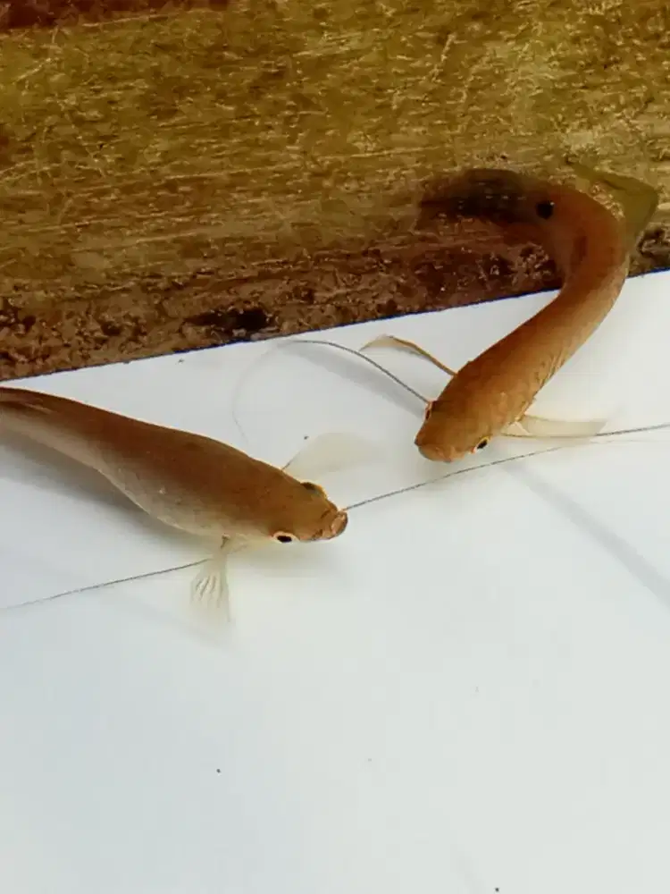 ikan sepat hias dewasa