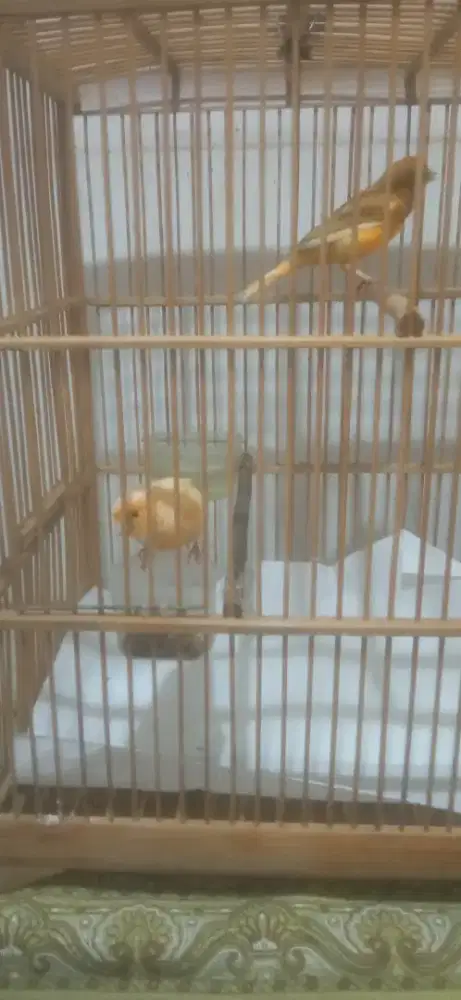 Burung kenari betina