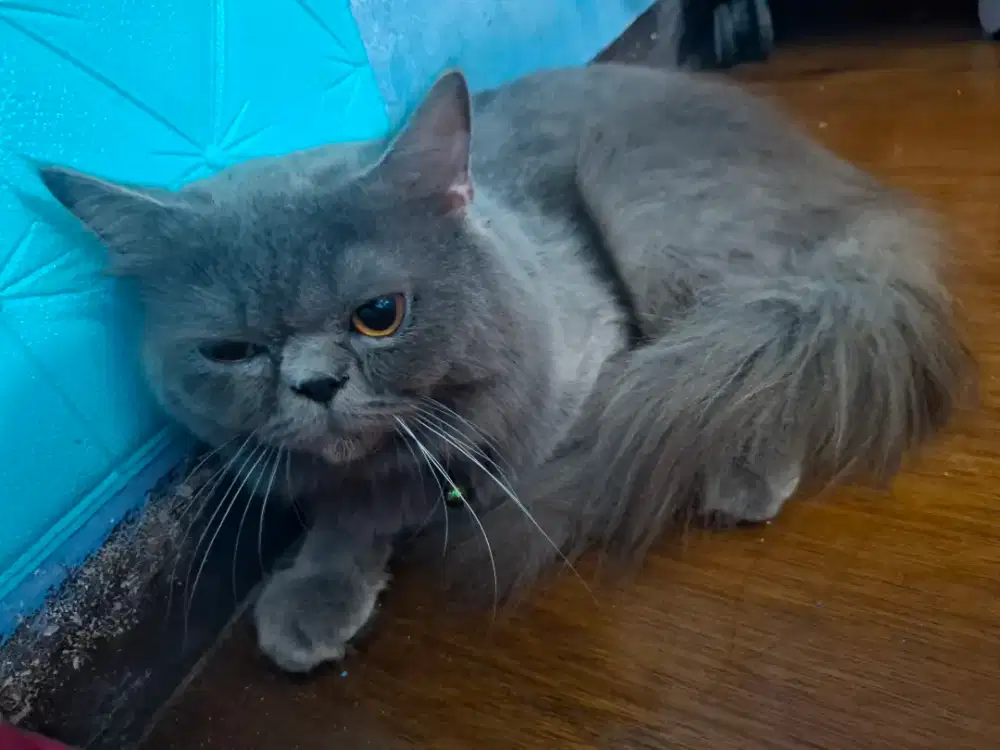 Persia Flatnose Jantan