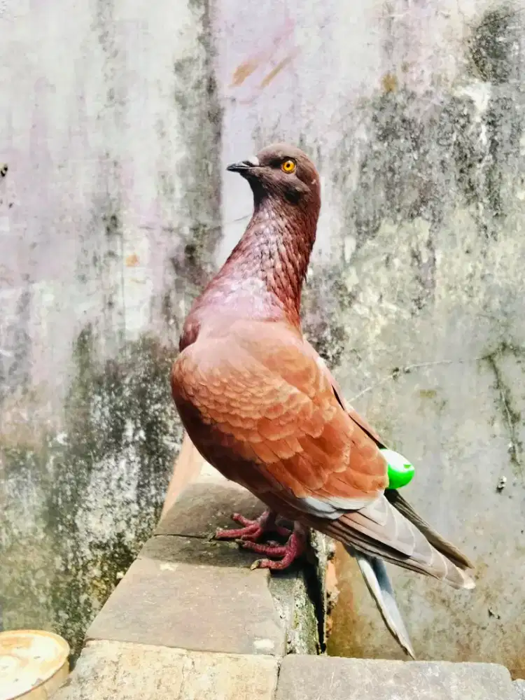 Burung merpati sepasang giring
