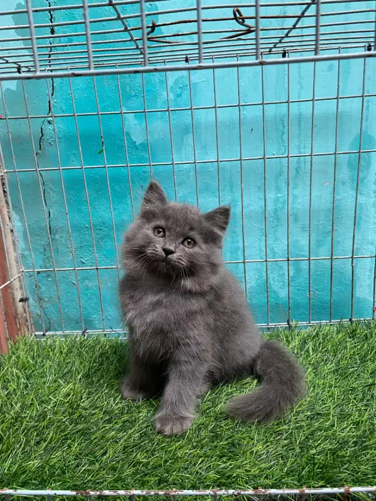 Anak kucing anggora/kitten persia jantan/kucing persia jantan