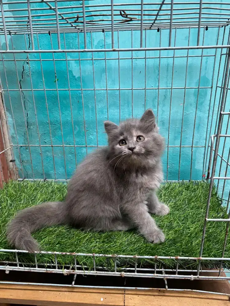 Anak kucing anggora/kitten persial  betina/kucing  persia betina