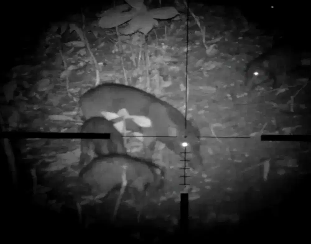 Jasa Pest Control (Hama Besar)