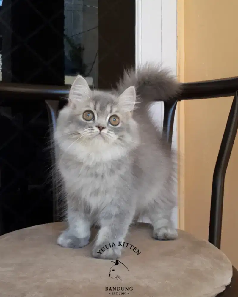 Kitten BSH Mix Persia Longhair Jantan
