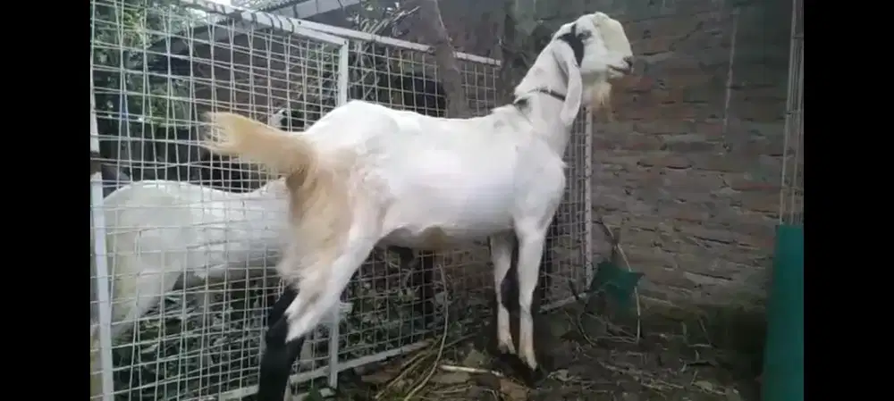 Kambing Etawa siap Kurban Qurban Domba