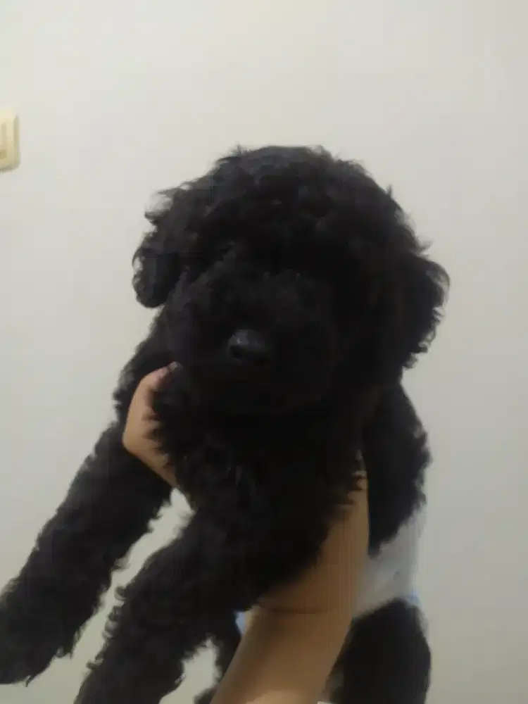Anakan poodle dark silverr