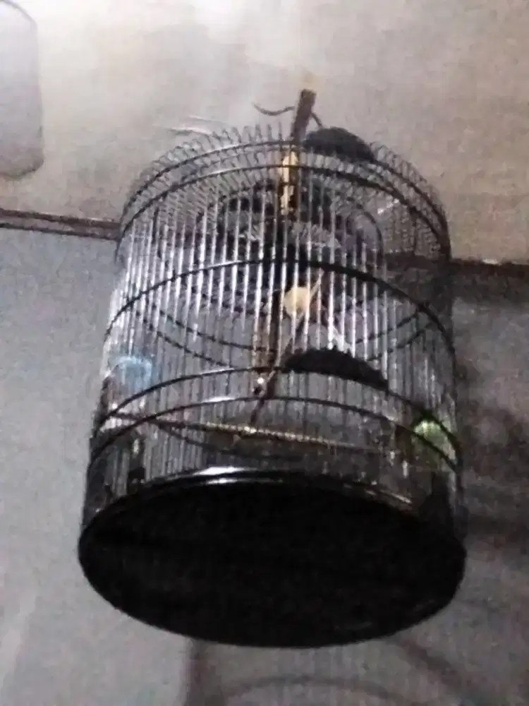 Murai batu pastol, jalan lapangan