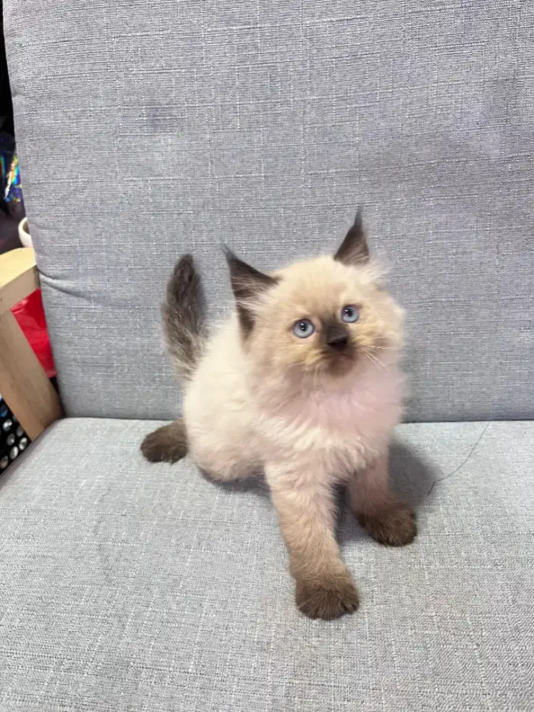kucing kitten anakan ragdoll himalaya mainecoon anggora munchkin