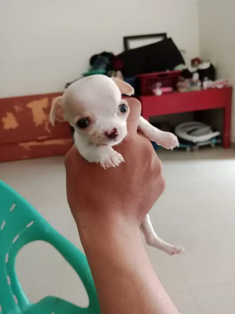 Cihuahua Betina Asli No Mix