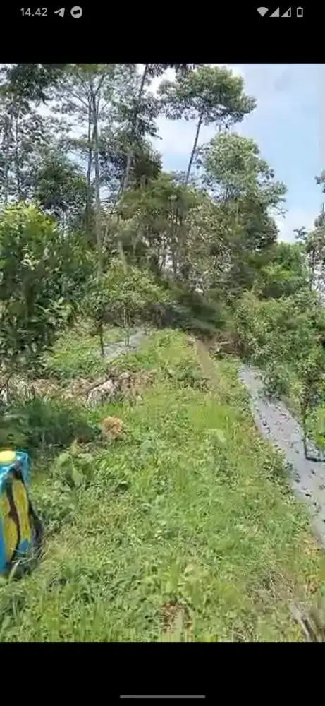 Pohon Jeruk dan tanah