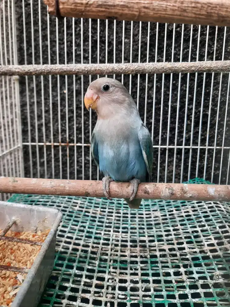 Lovebird NonKlep Biola Blue Mata satu gemuk