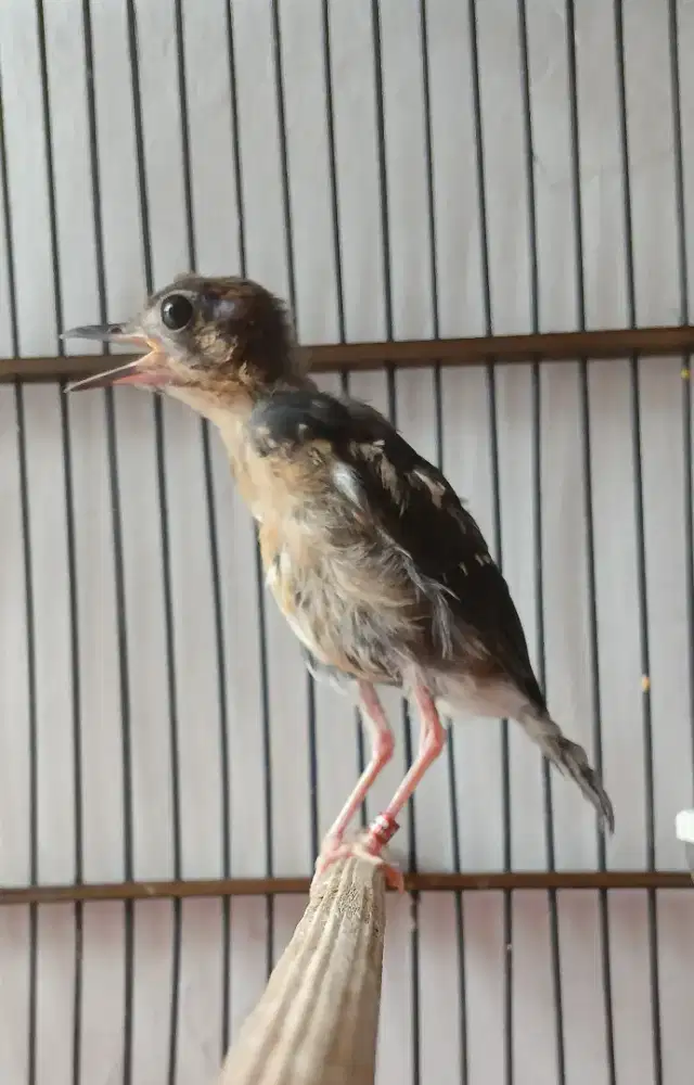 Anis kembang trotol jantan