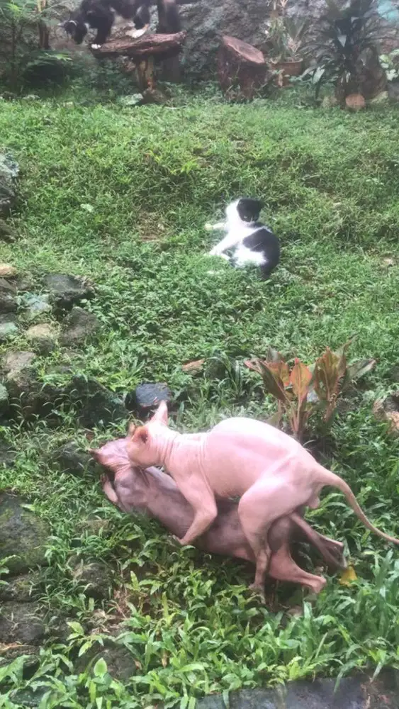 Jasa pacak kucing sphynx hairless