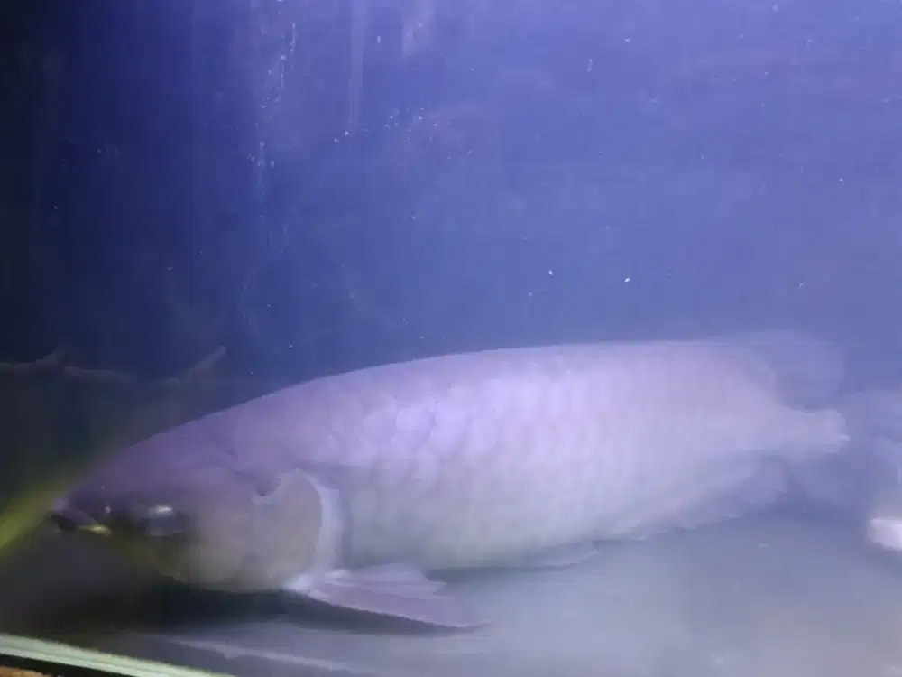 Di jual cepat ikan arwana green pino