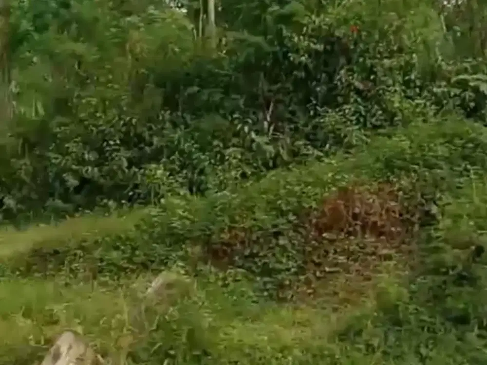 Dijual kebun durian murah nol jalan Wonosalam, Jombang