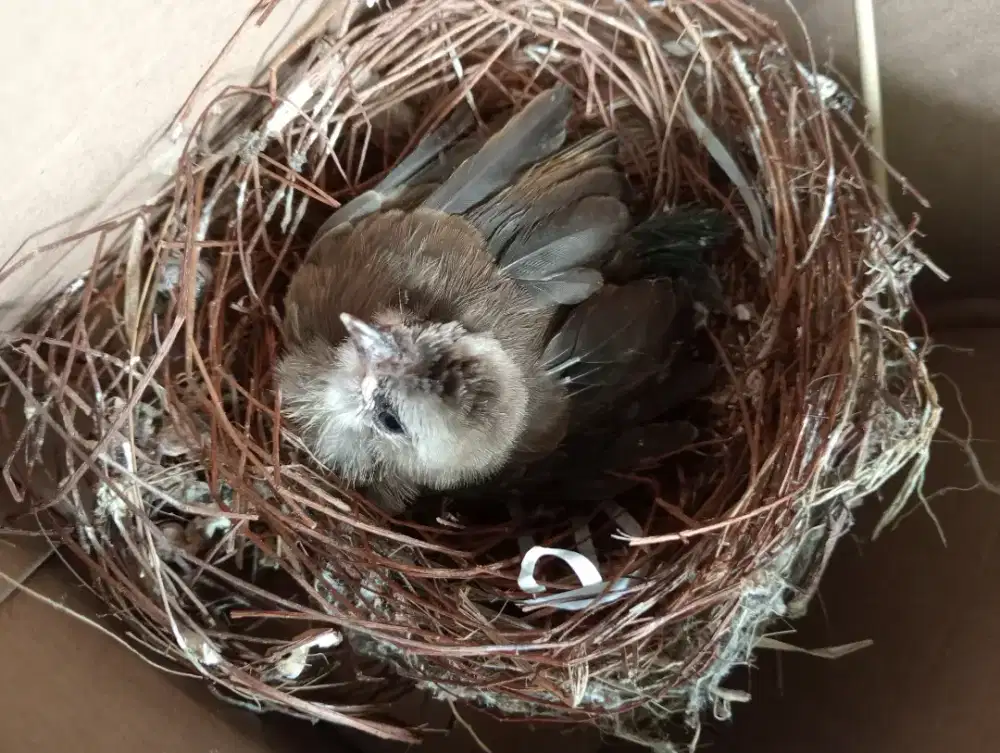 Burung trucukan lolohan