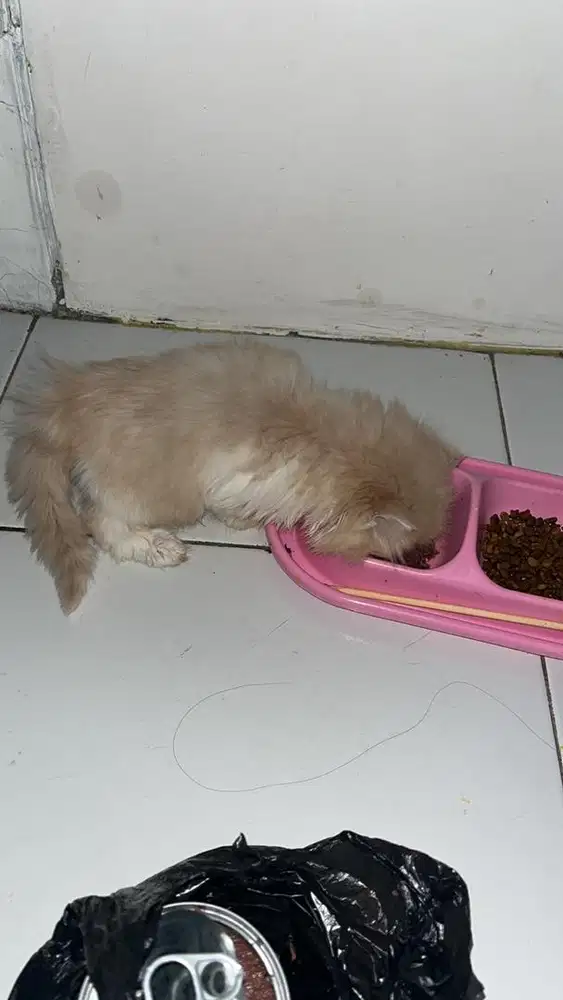 kucing persia peaknose