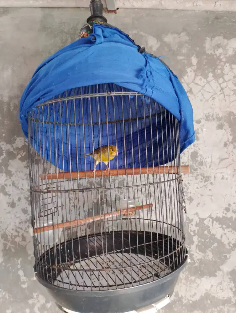 Kenari paud ngriwik umur 2 bulan fulset