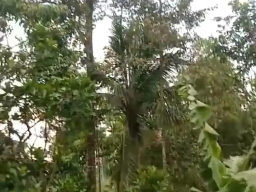 Dijual tenah kebun murah ada mata air Wonosalam, Jombang