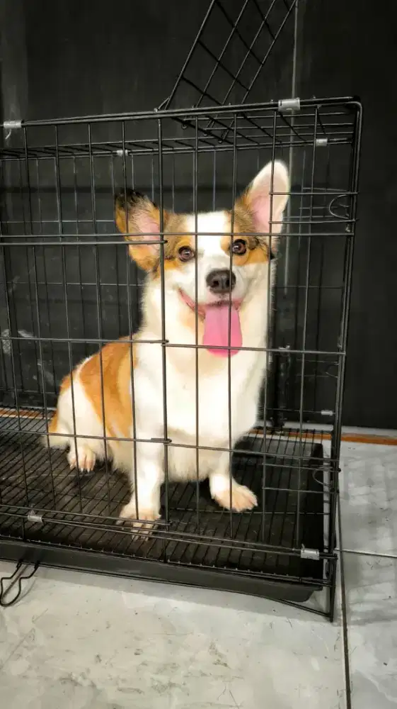 CORGI BETINA FULL NEGO SAMPAI JADI!!!