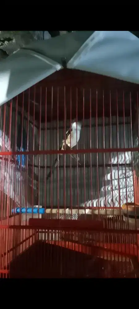 Burung cendet dada putih fulset