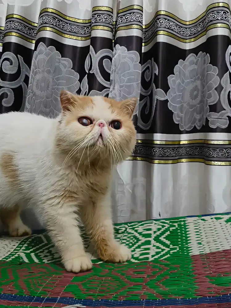 Exotic Jantan Pedigree