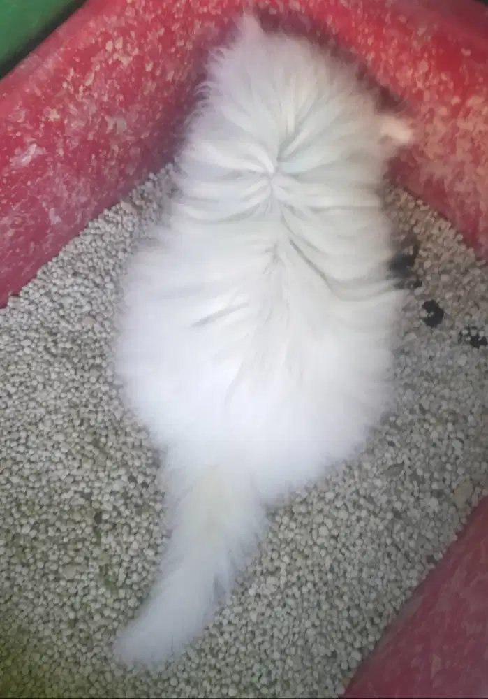 Kucing persia kitten jantan