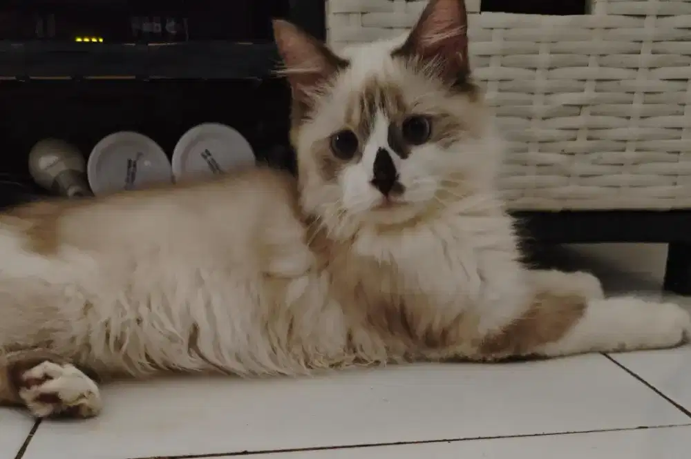 OPEN ADOPT KUCING HIMALAYA