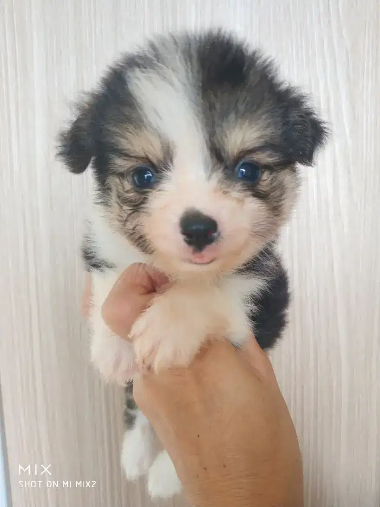 Jual Anakan Corgi Jantan Fluffy