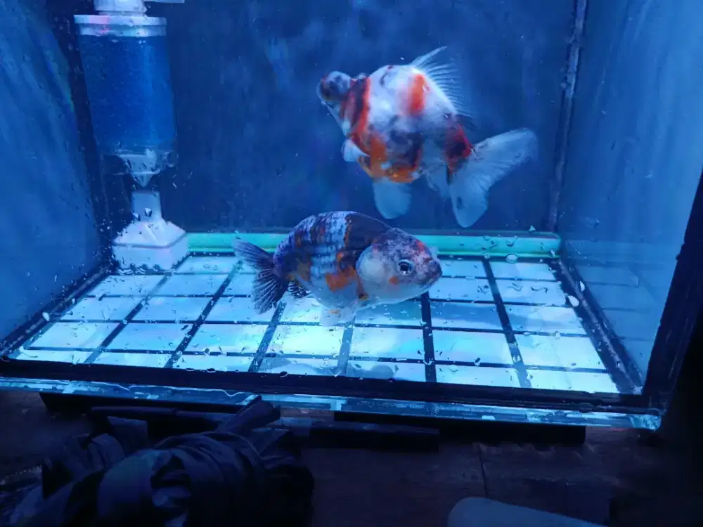 Ikan Koki Demekin&Rancu