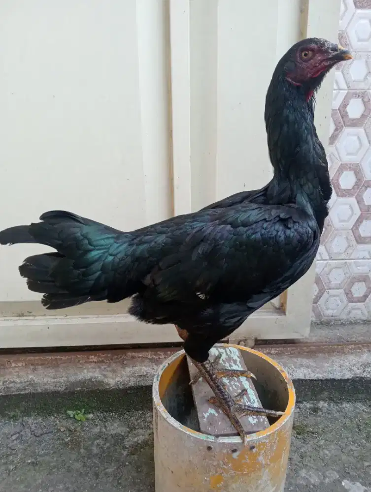 Biang blackbull brakot body big msh muda