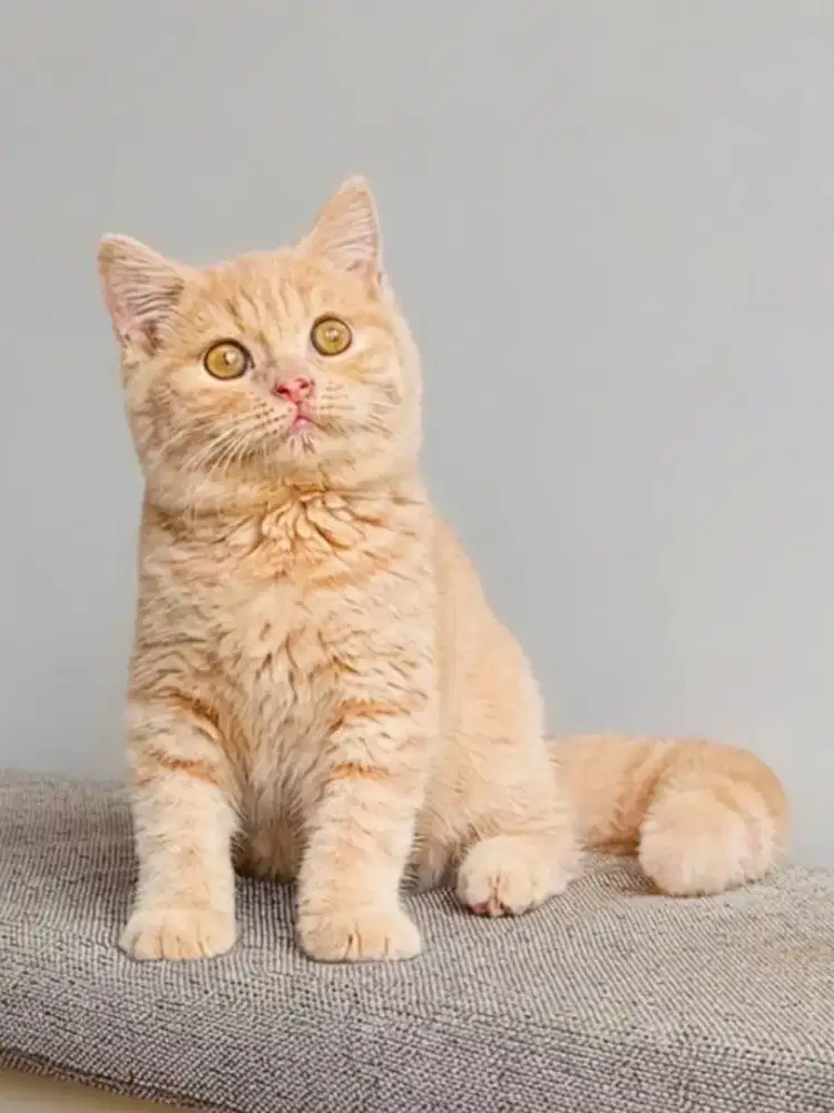 British Shorthair Kitten Red Tabby